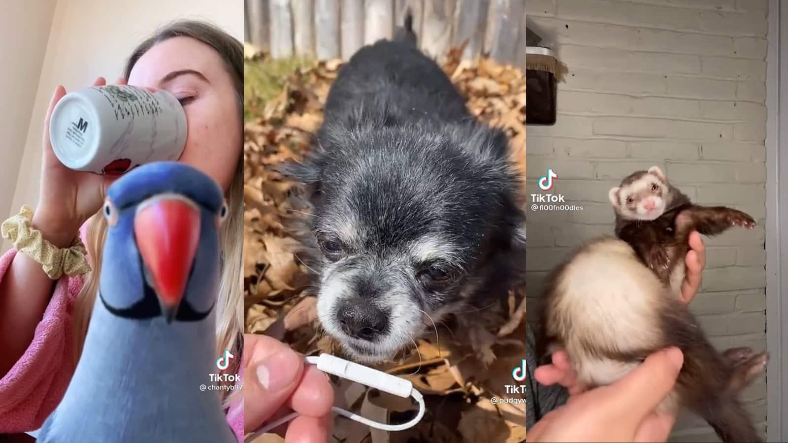 Screenshots of animals on TikTok. Bird, Dog and Ferret