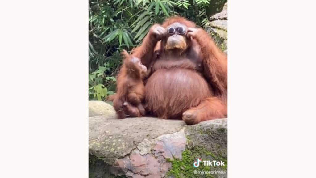 Orangutan