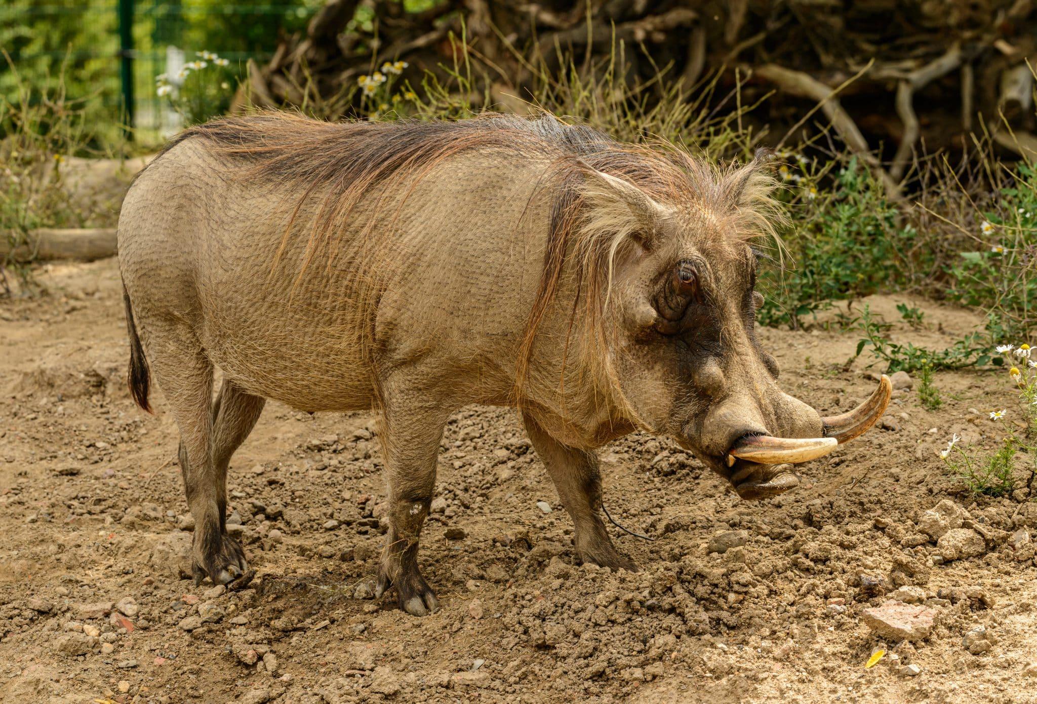 Warthog goes viral on Twitter Pumba