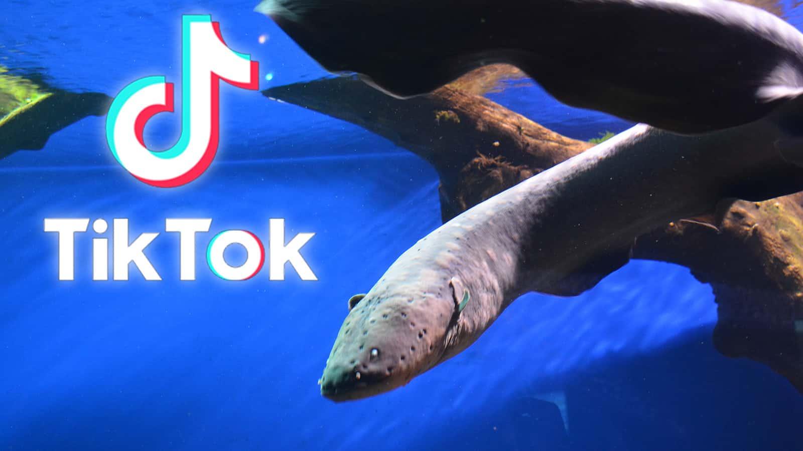 Eel Pit Guy TikTok who is he