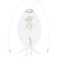 Pheromosa