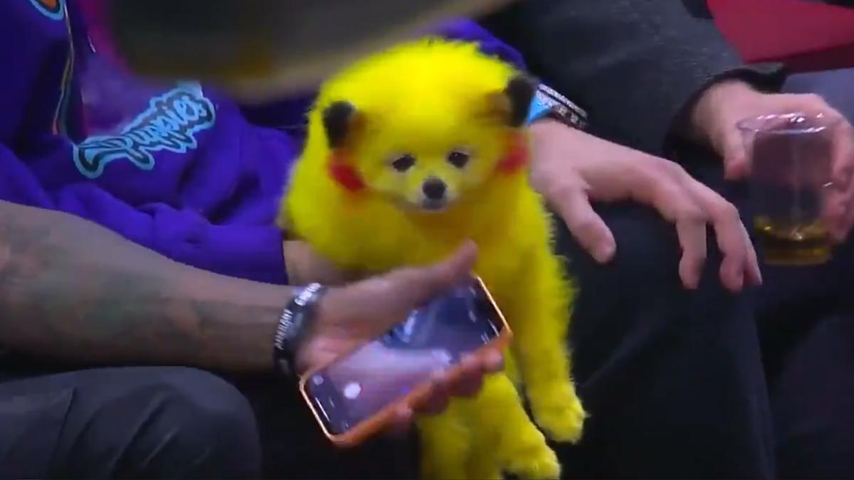 nba Pikachu dog