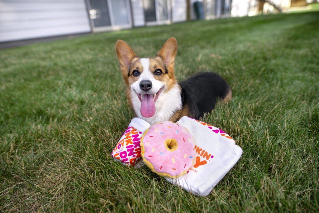 A dog with dog toys