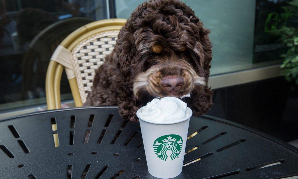 a dog drinking a starbucks pup cup