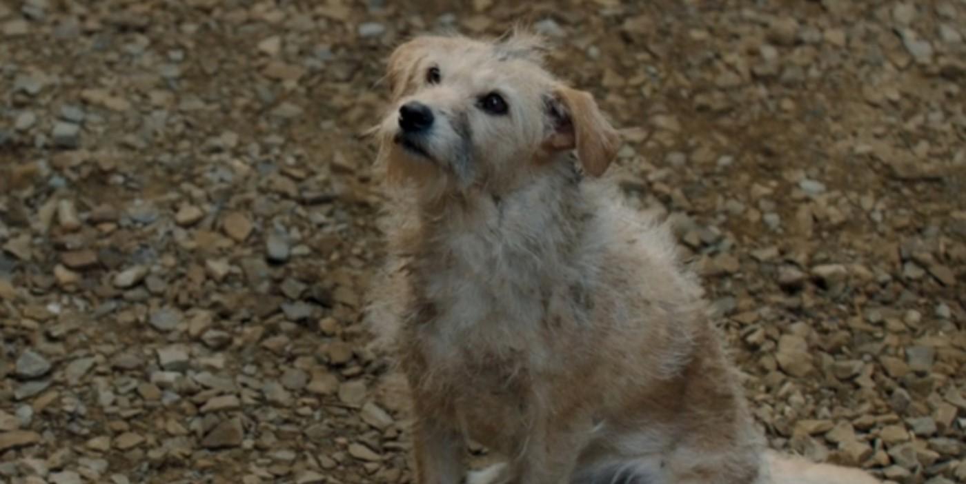 House of the Dragon Season 2: Cheese's dog sits and looks up at his body