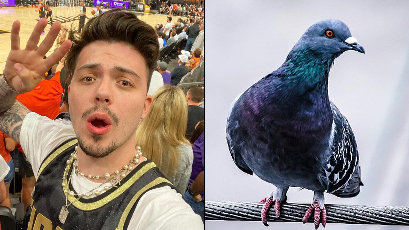 faze-adapt-2.5M-pigeon-conspiracy