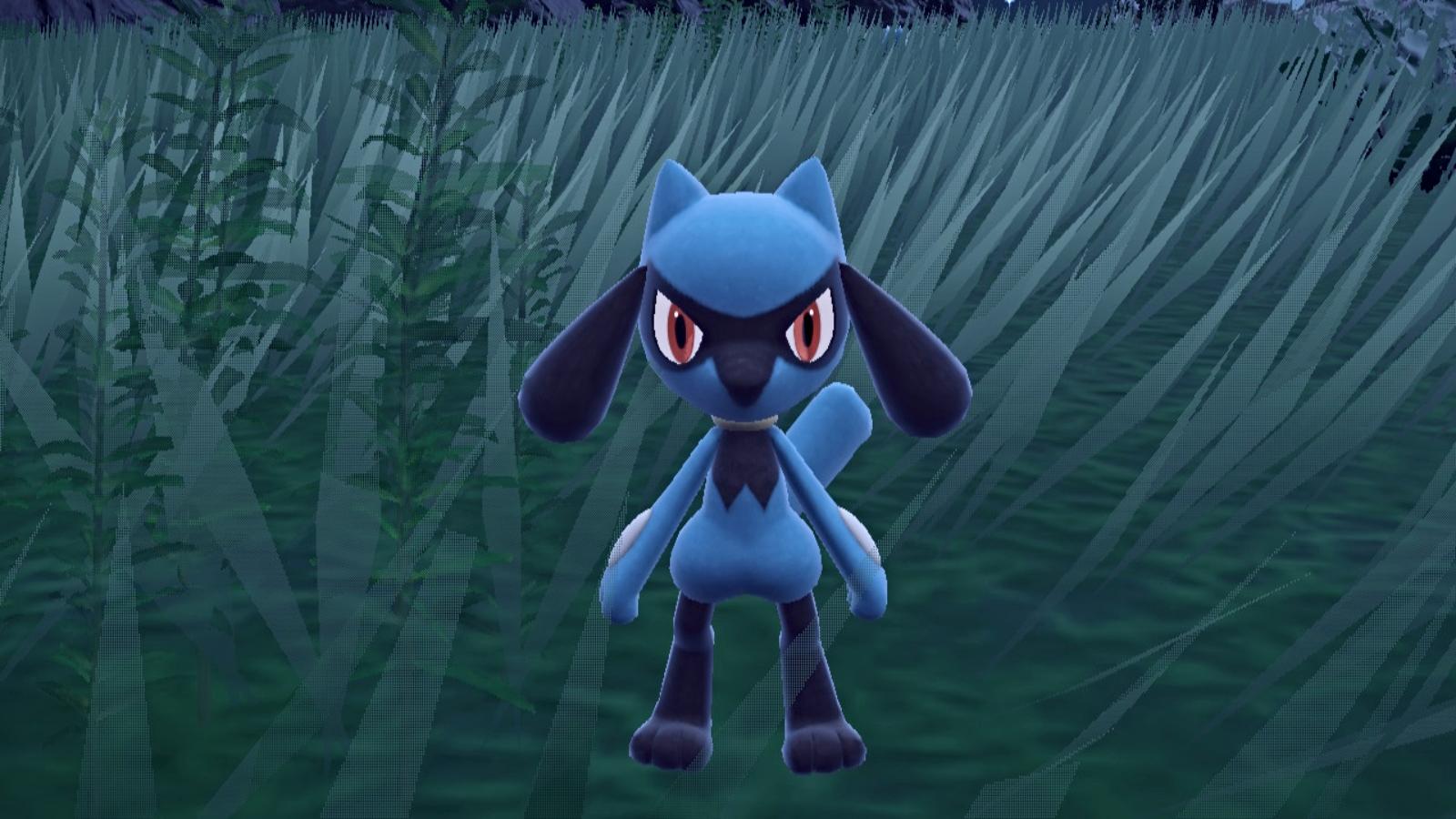 Wild Riolu in Pokemon Scarlet and Violet