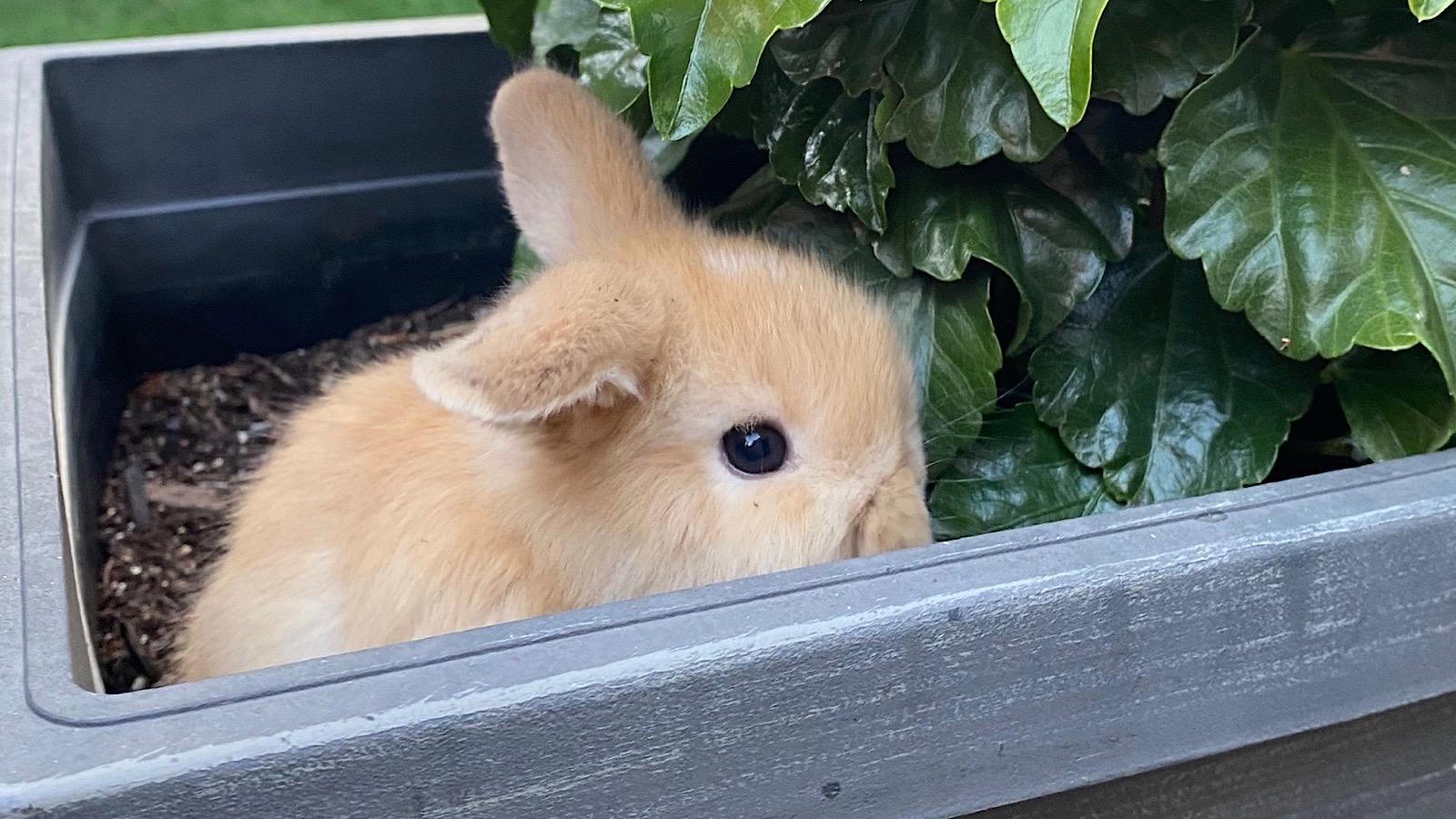 Potato the Bunny's breeder knew something was wrong when he didn't greet her on Friday, August 16.