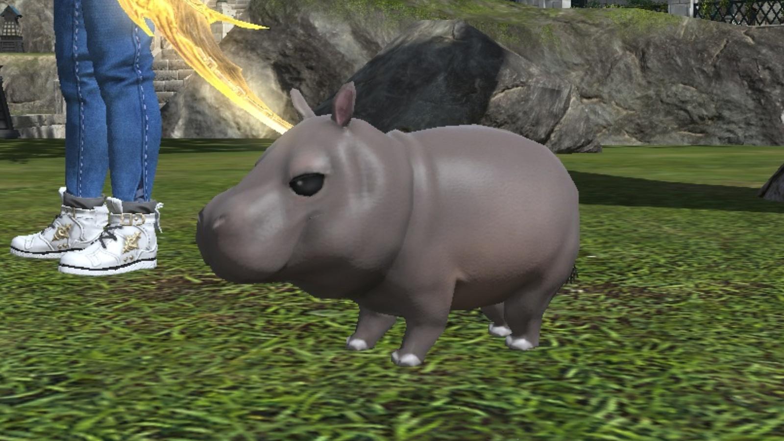 A screenshot featuring the Hippo Calf Moo Deng minion in FFXIV.