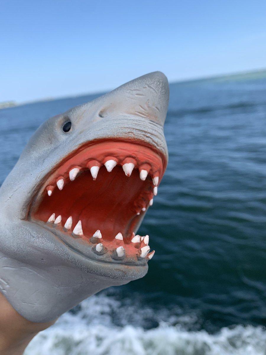 thesharkpuppet, Twitter